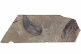 Fossil Leaf (Fagus & Betula) Plate - McAbee Fossil Beds, BC #213184-2